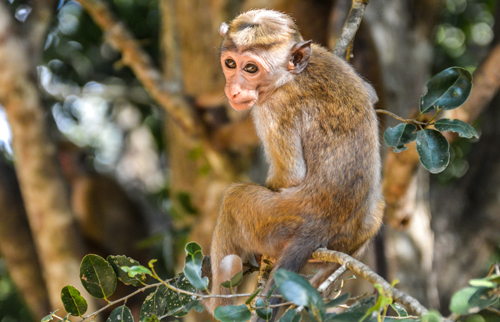 Monkey in a tree in Sri Lanka